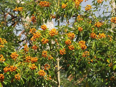 Pittosporum pentandrum, photographed by 葉子