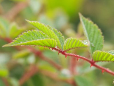 Rubus croceacanthus, photographed by 葉子