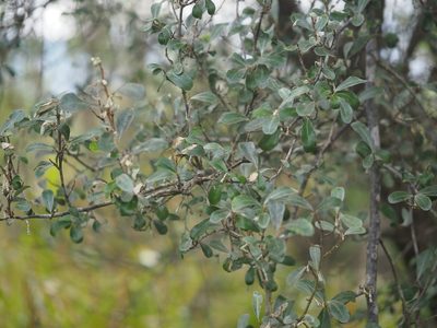Elaeagnus oldhamii, photographed by 葉子