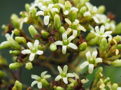 Pittosporum pentandrum, photographed by 葉子