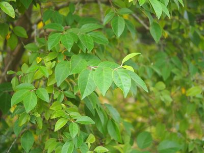 Deutzia pulchra, photographed by 葉子