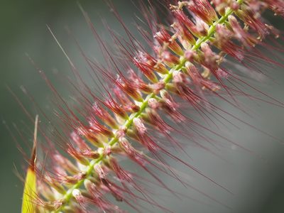 Cenchrus setosus, photographed by 葉子