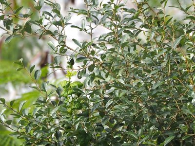 Elaeagnus oldhamii, photographed by 葉子
