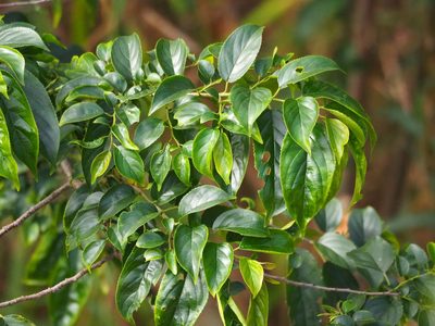 Rhamnus formosana, photographed by 葉子