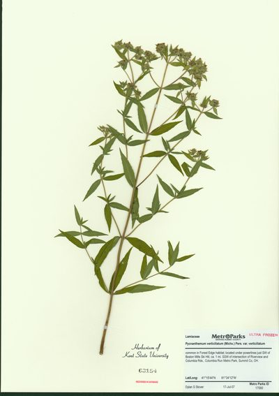 Pycnanthemum verticillatum, photographed by Summit Metro Parks