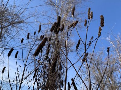 Agastache nepetoides