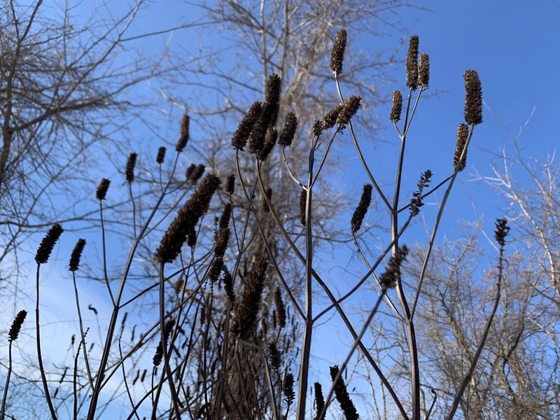 Agastache nepetoides, photographed by Elizabeth Axley