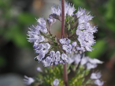 Caryopteris incana, photographed by 葉子