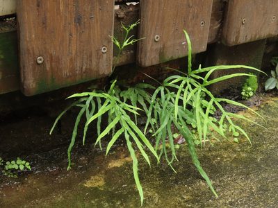 Pteris multifida, photographed by chiuluan