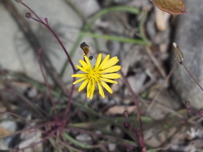 Ixeris tamagawaensis, photographed by 葉子