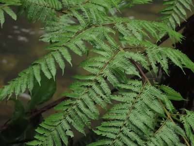 Sphaeropteris lepifera, photographed by chiuluan