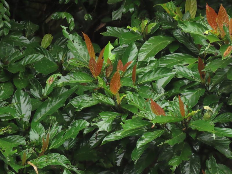 Ficus benguetensis, photographed by chiuluan