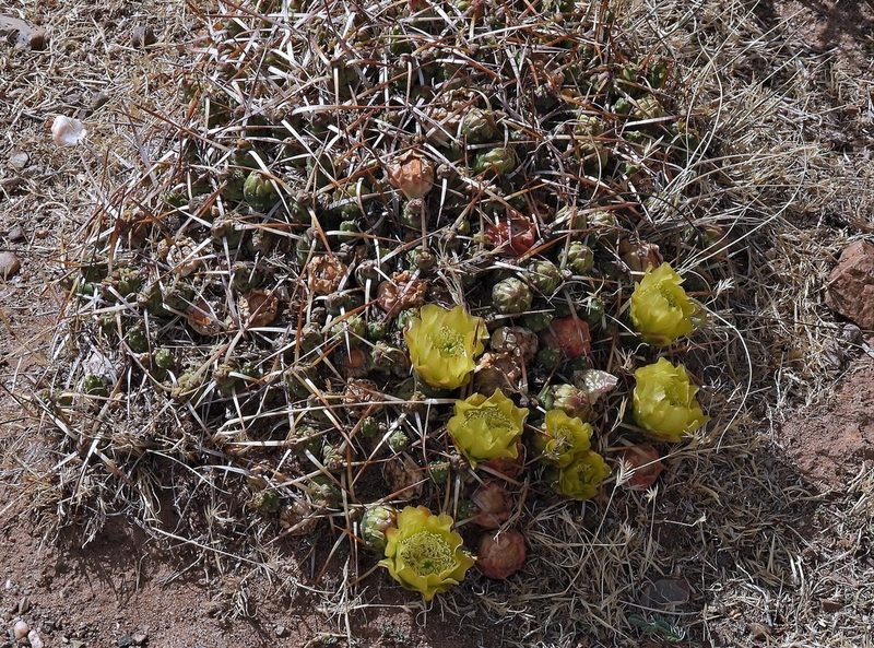 Maihueniopsis molfinoi, photographed by Hugo Hulsberg
