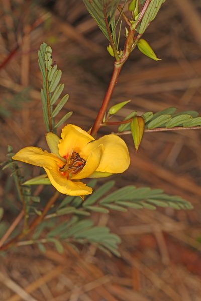 Chamaecrista deeringiana, photographed by Judy Gallagher