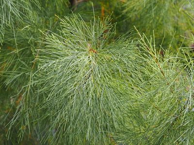 Tamarix aphylla, photographed by 葉子