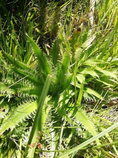 Eryngium serra, photographed by Agustina Medina