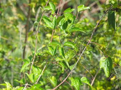 Clematis grata, photographed by 葉子
