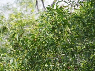 Acacia auriculiformis, photographed by 葉子
