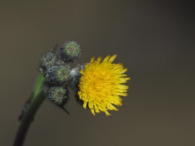 Sonchus arvensis, photographed by 葉子