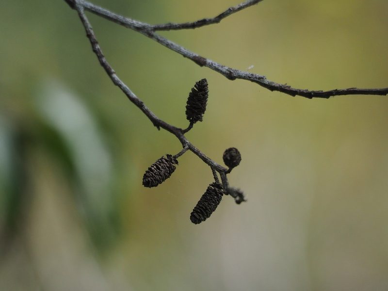 Alnus formosana, photographed by 葉子