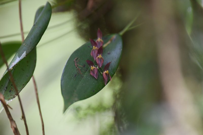 Pleurothallis rowleei, photographed by Trevor Van Loon