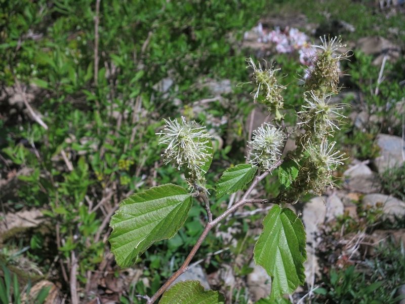 Fothergilla latifolia, photographed by Evan M. Raskin