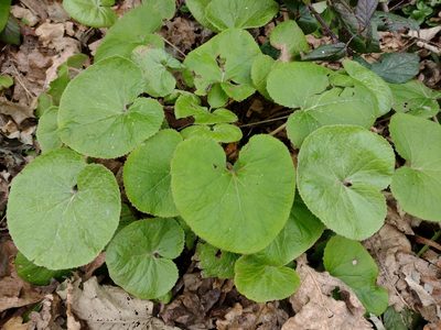 Petasites pyrenaicus, photographed by Robert Martin