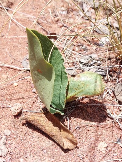 Stylochaeton natalense, photographed by Manuel R Popp