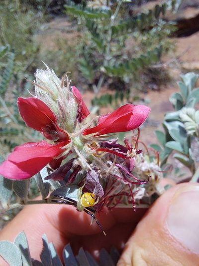 Indigofera mollicoma, photographed by Manuel R Popp