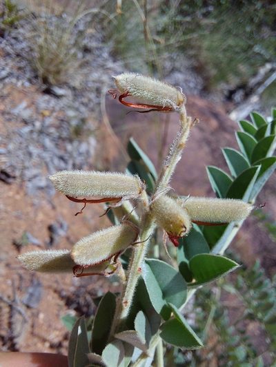 Indigofera mollicoma, photographed by Manuel R Popp