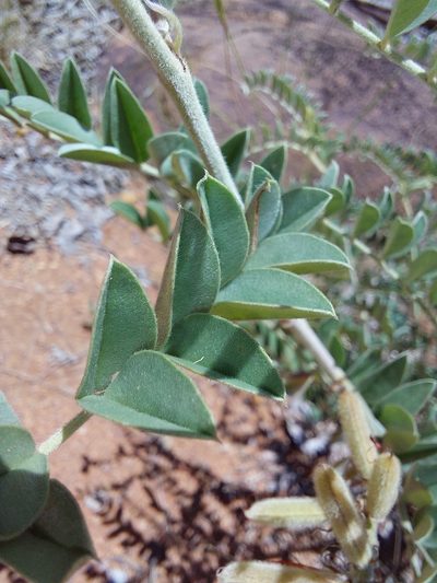 Indigofera mollicoma, photographed by Manuel R Popp