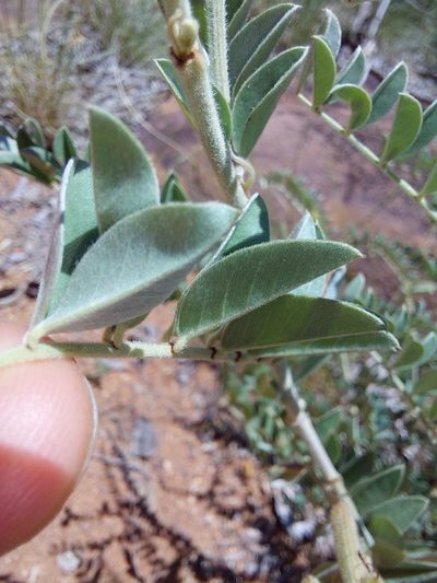 Indigofera mollicoma, photographed by Manuel R Popp