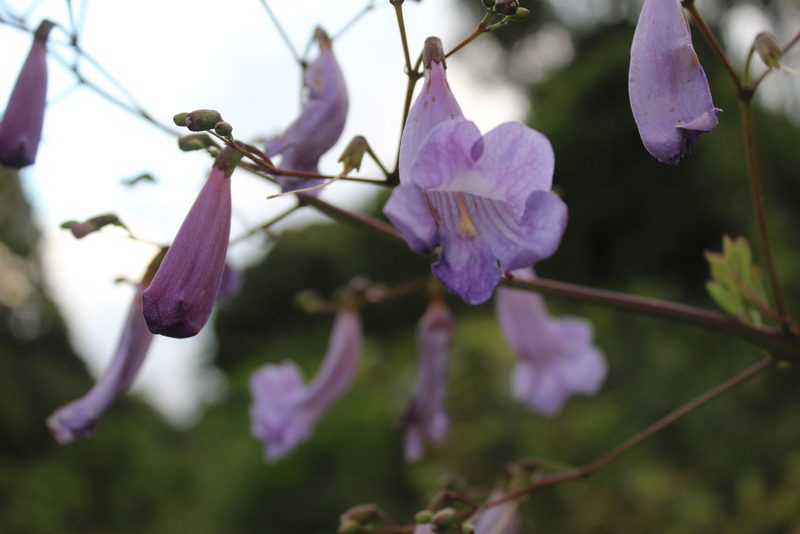 Jacaranda puberula, photographed by Carlos Henrique Russi