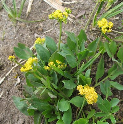 Tauschia stricklandii, photographed by John Brew