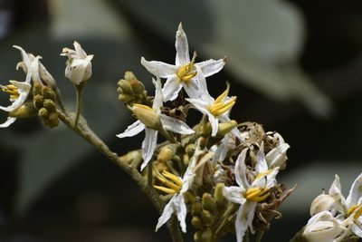 Solanum asperolanatum, photographed by My-Lan Le