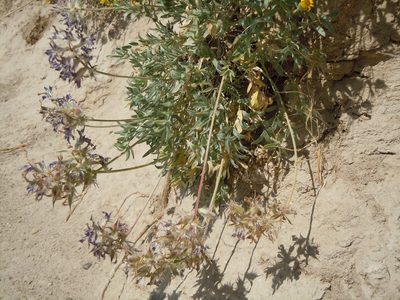 Oxytropis besseyi, photographed by Matt Lavin