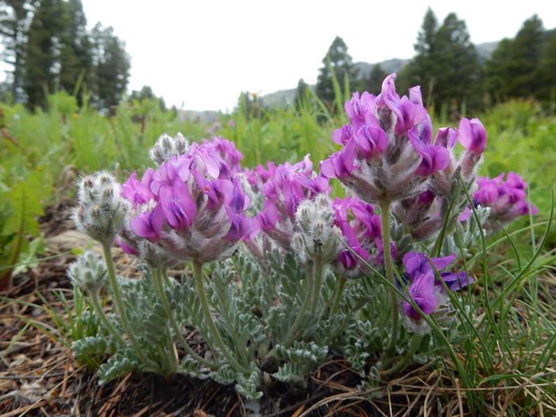 Oxytropis lagopus, photographed by Matt Lavin