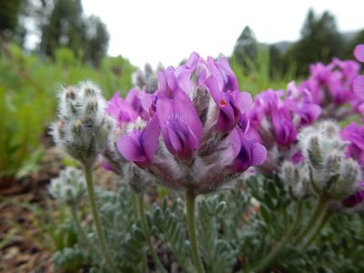 Oxytropis lagopus, photographed by Matt Lavin
