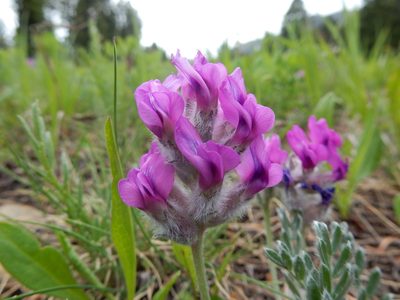 Oxytropis lagopus, photographed by Matt Lavin
