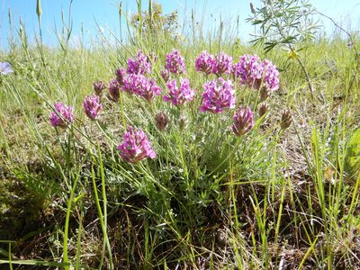 Oxytropis besseyi, photographed by Matt Lavin