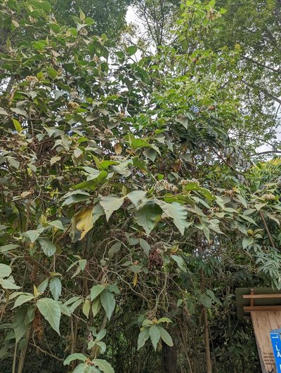 Solanum asperolanatum, photographed by My-Lan Le