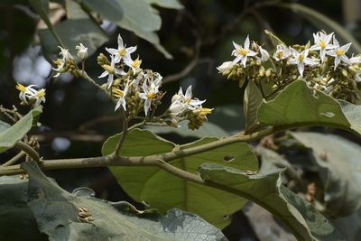 Solanum asperolanatum, photographed by My-Lan Le