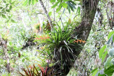 Guzmania multiflora, photographed by Maurice Raymond