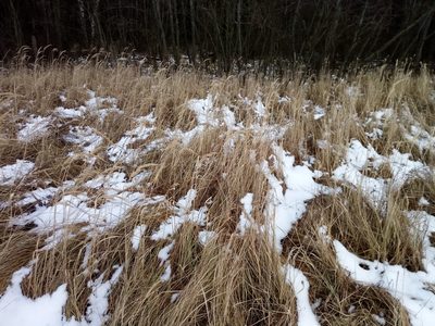 Calamagrostis epigejos, photographed by Vladimír Fuka