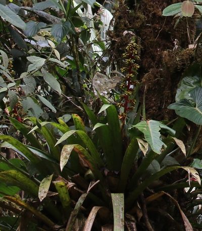 Guzmania testudinis, photographed by Maurice Raymond