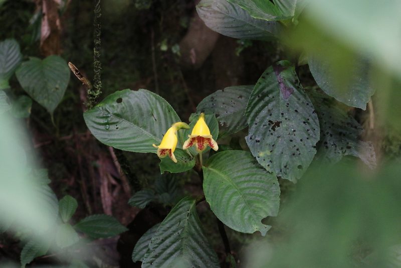 Gasteranthus delphinioides, photographed by Maurice Raymond