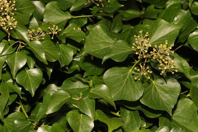 Hedera hibernica, photographed by Stephen James McWilliam