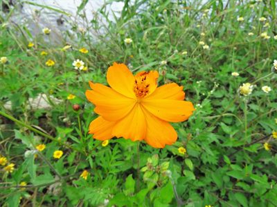 Cosmos sulphureus, photographed by Annika Lindqvist