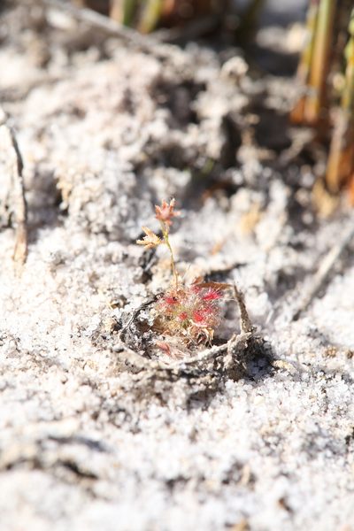 Drosera patens, photographed by Hugo Innes