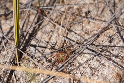 Drosera patens, photographed by Hugo Innes